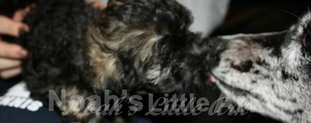 Havanese nose to nose with another dog