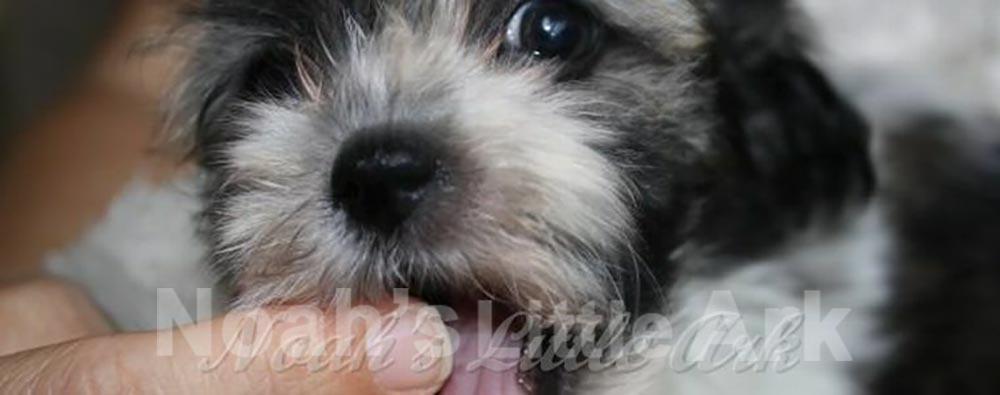 Havanese puppy licking finger