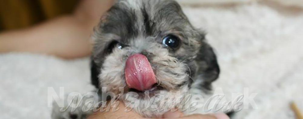 Havanese puppy sticking tongue out