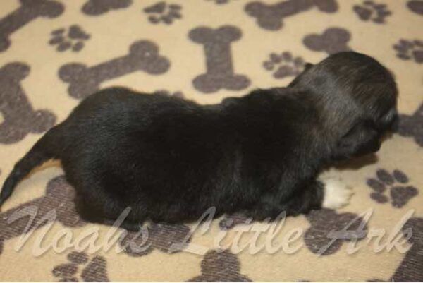 Poppet's Male #1 Born 7-20-21 $1975 is on his way home to Georgia with Ashlei! - Image 6