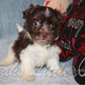 Available Puppies Noah S Little Ark