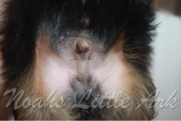 Raven's Male #3 Born 7-23-21 $1975 is on his way home with David to Tennessee! - Image 11