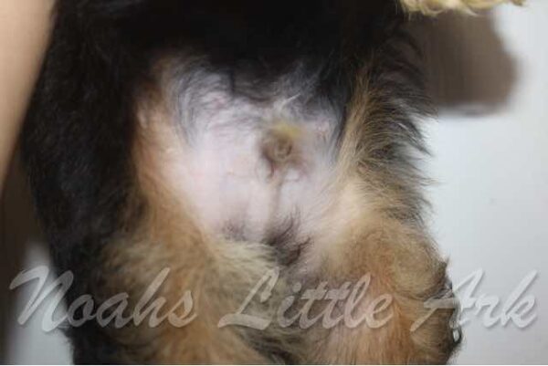 Raven's Male #3 Born 7-23-21 $1975 is on his way home with David to Tennessee! - Image 26