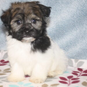 Black & white havanese puppy