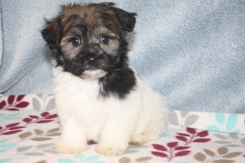 Black & white havanese puppy