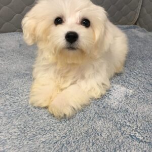 Havanese puppies for sale Kikis Male #2