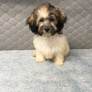 Havanese puppies for sale Cinnabons Male #2