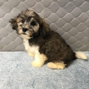 Havanese Puppies for sale Audis Male #1