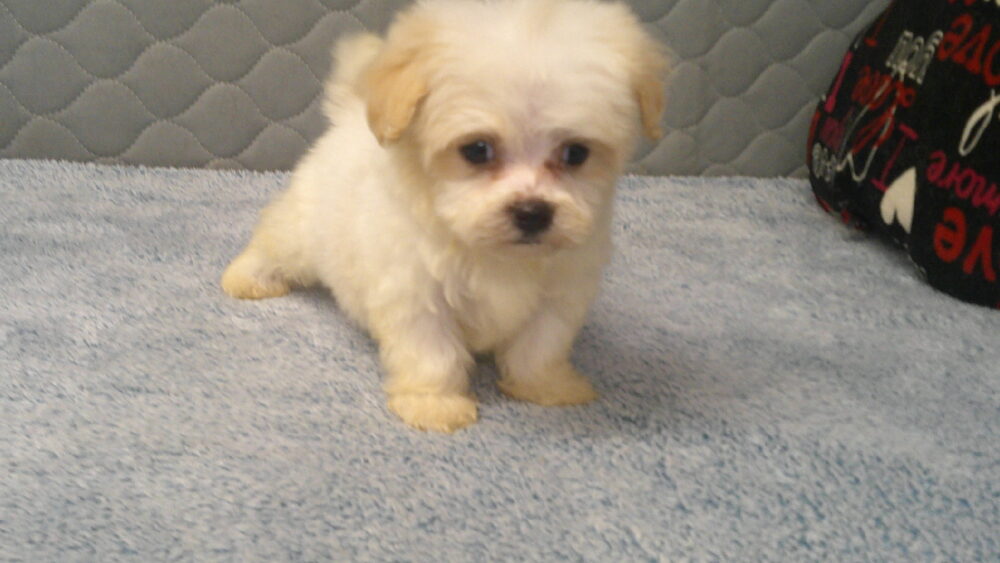 Leila's Male #4 Born 7/2/2022 $1975 is on his way home with Cecil & Devina in Georgia! - Image 12