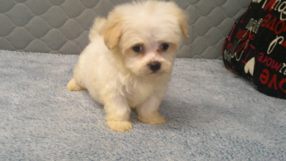 Leila's Male #4 Born 7/2/2022 $1975 is on his way home with Cecil & Devina in Georgia! - Image 13