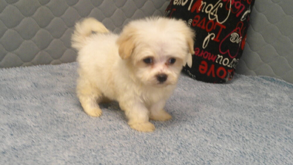 Leila's Male #4 Born 7/2/2022 $1975 is on his way home with Cecil & Devina in Georgia! - Image 14
