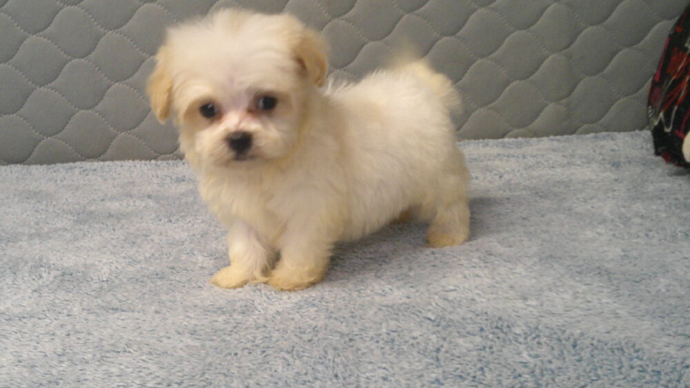 Leila's Male #4 Born 7/2/2022 $1975 is on his way home with Cecil & Devina in Georgia!