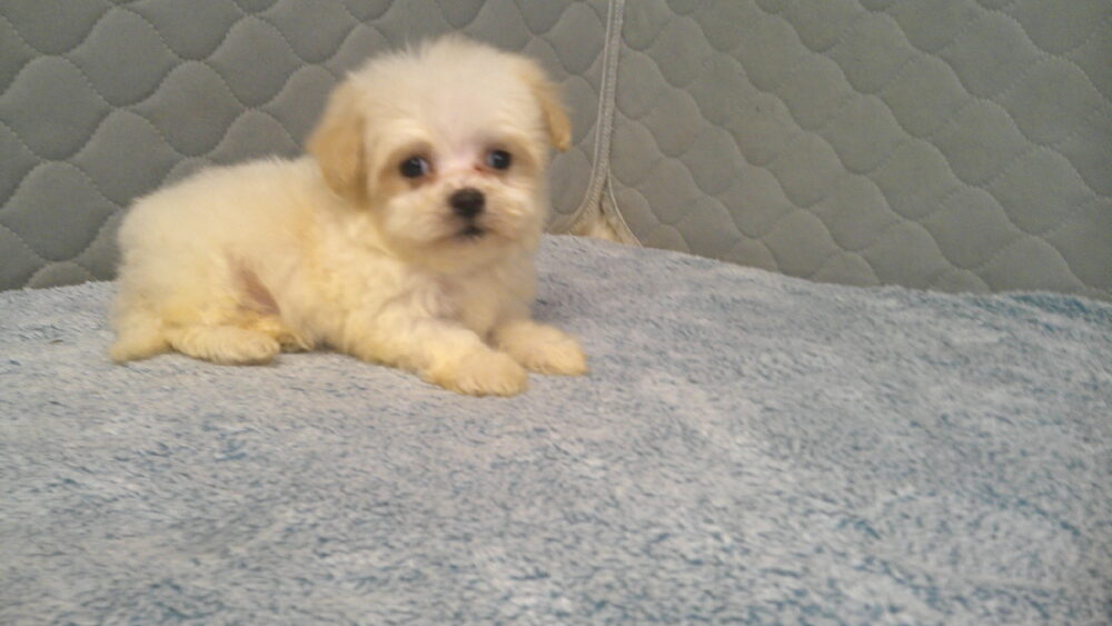Leila's Male #4 Born 7/2/2022 $1975 is on his way home with Cecil & Devina in Georgia! - Image 16