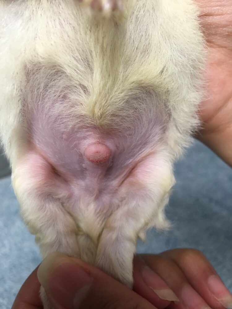 Havanese Puppies for sale Leilas Male #4