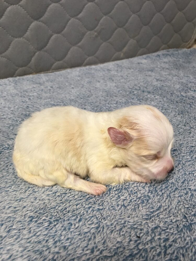 Havanese Puppies for sale Leilas Male #4