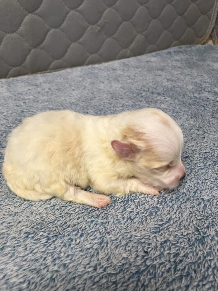 Havanese Puppies for sale Leilas Male #4