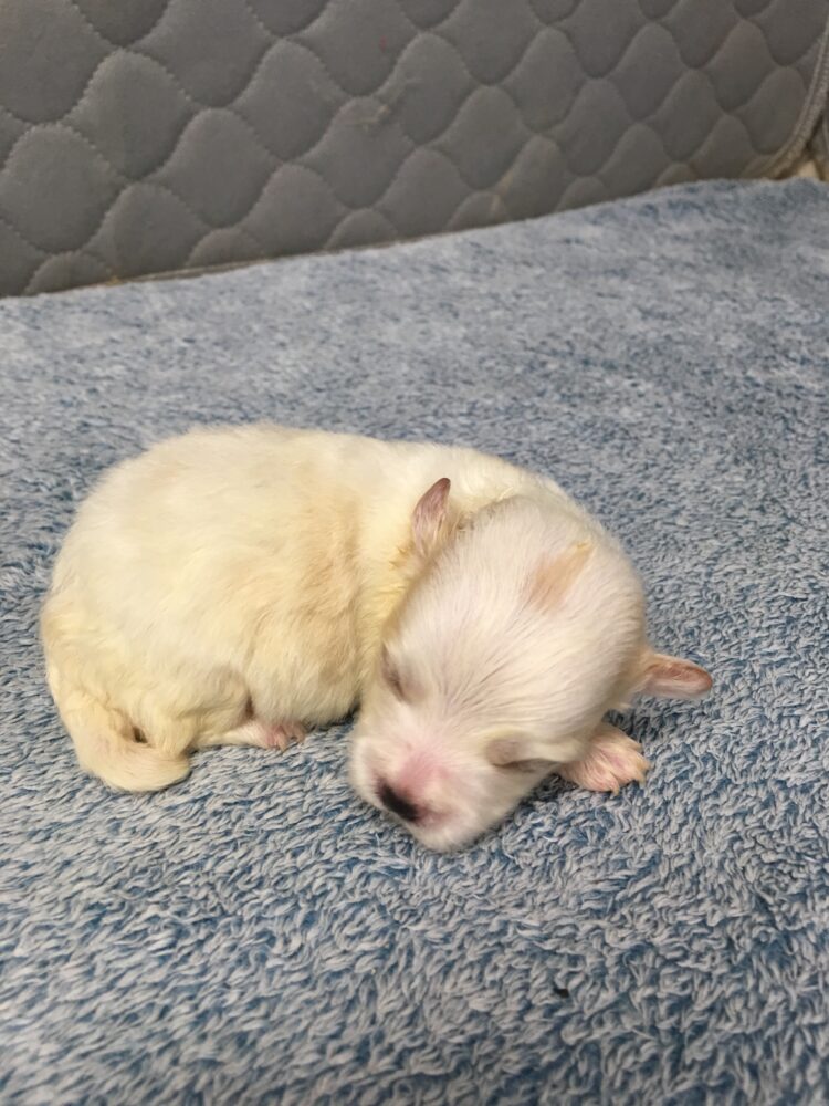 Havanese Puppies for sale Leilas Male #4