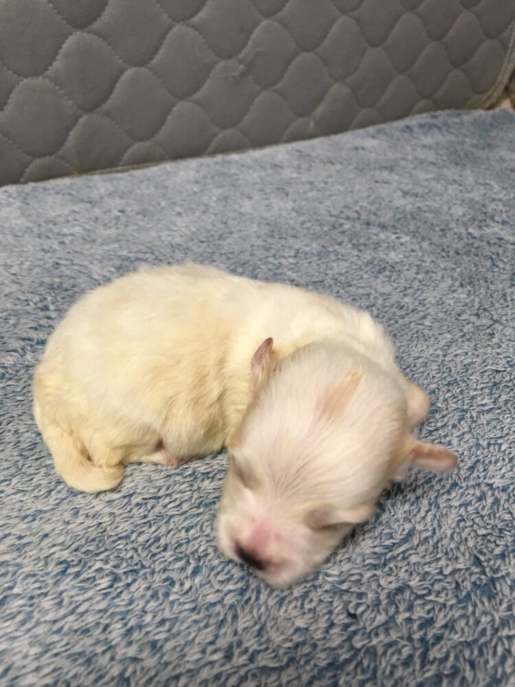 Havanese Puppies for sale Leilas Male #4