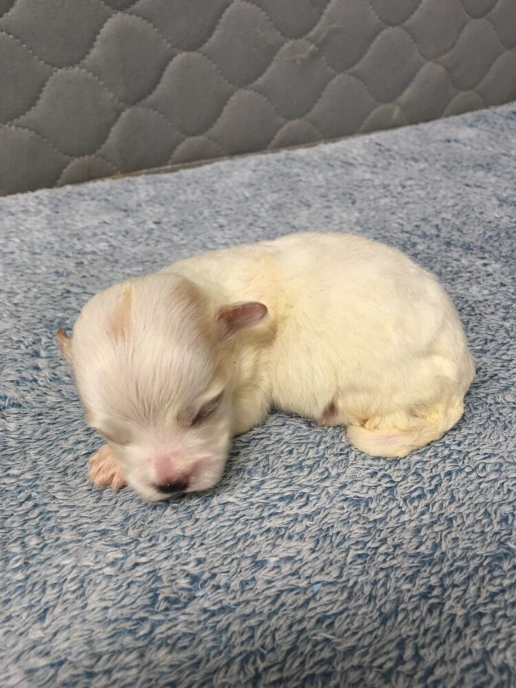 Havanese Puppies for sale Leilas Male #4