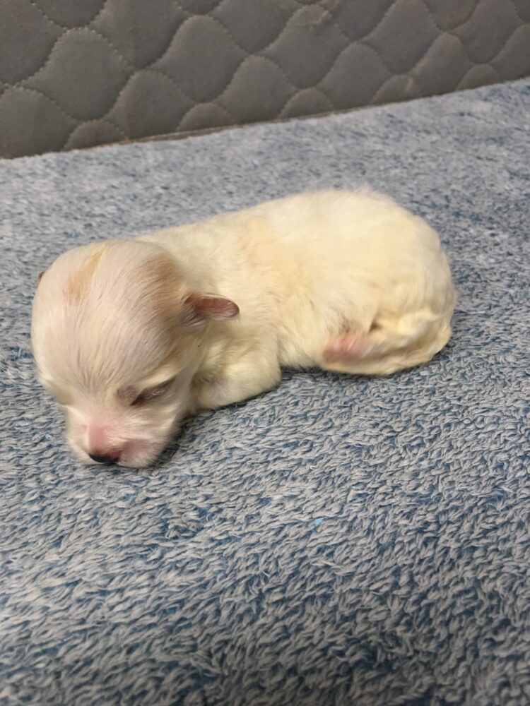 Havanese Puppies for sale Leilas Male #4