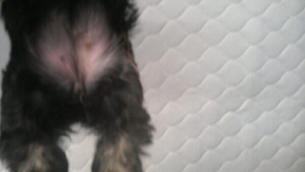 Palooza's Female #4 Born 12-5-22 $2275 Future Momma - Image 2