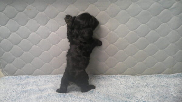 Palooza's Female #4 Born 12-5-22 $2275 Future Momma - Image 8