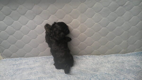 Palooza's Female #4 Born 12-5-22 $2275 Future Momma - Image 7
