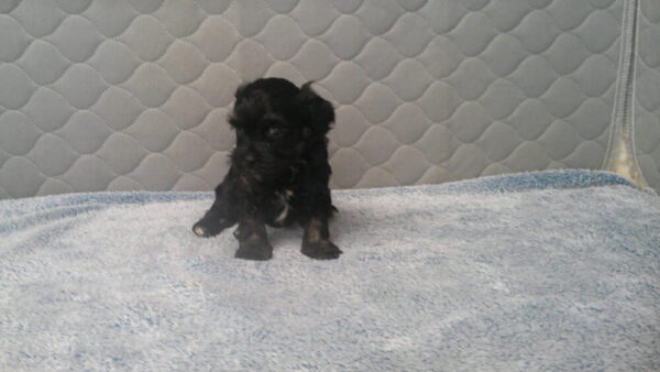Palooza's Female #4 Born 12-5-22 $2275 Future Momma - Image 6