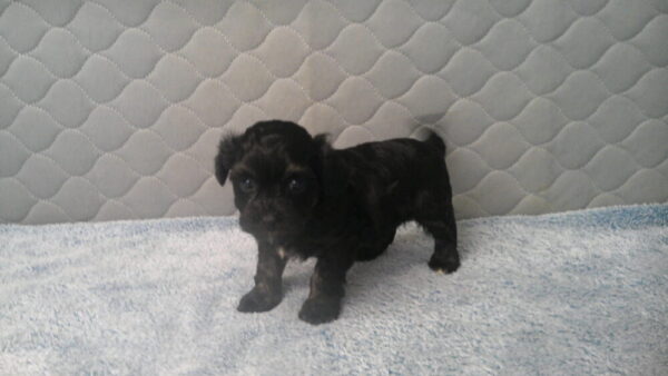 Palooza's Female #4 Born 12-5-22 $2275 Future Momma - Image 5