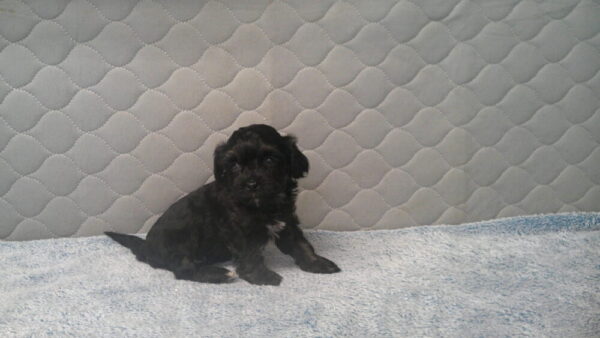 Palooza's Female #4 Born 12-5-22 $2275 Future Momma - Image 4