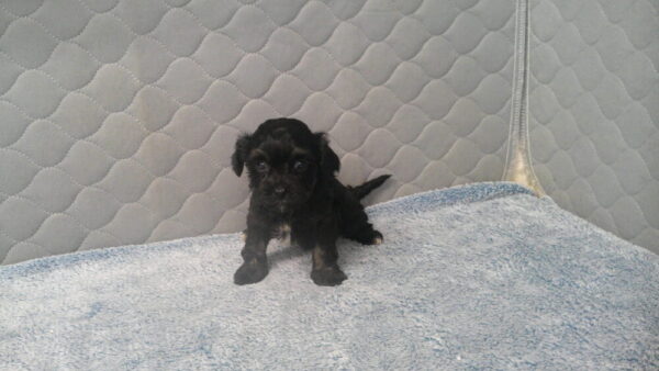 Palooza's Female #4 Born 12-5-22 $2275 Future Momma - Image 3