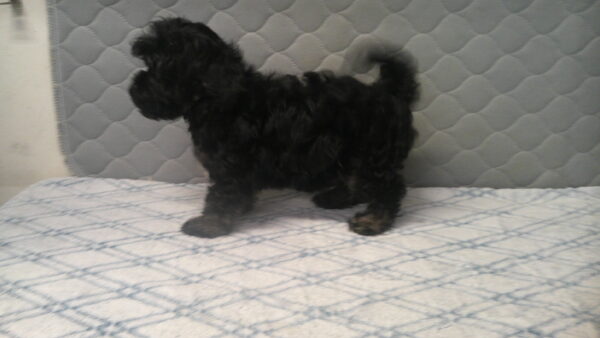 Palooza's Female #4 Born 12-5-22 $2275 Future Momma - Image 13