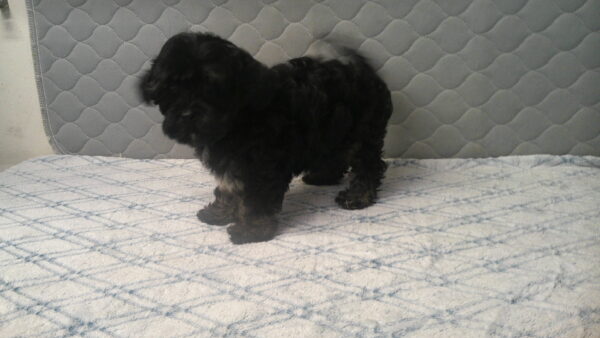 Palooza's Female #4 Born 12-5-22 $2275 Future Momma - Image 11