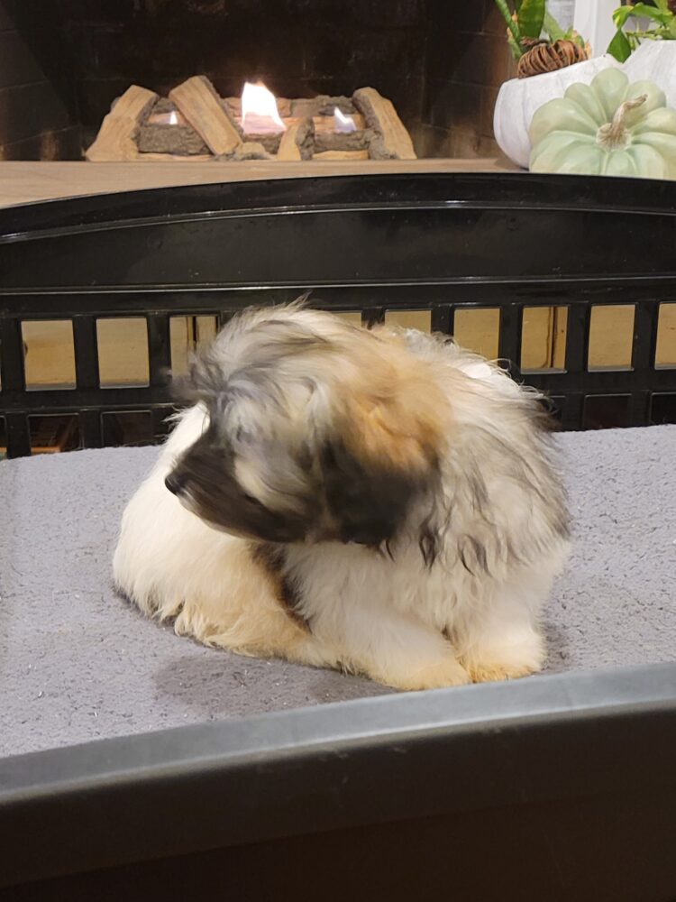 Heidi's Female #3 Born 6-30-23 $2275 is reserved for Leon & Janice in Georgia! - Image 47