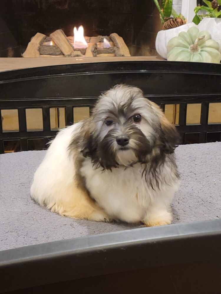 Heidi's Female #3 Born 6-30-23 $2275 is reserved for Leon & Janice in Georgia!