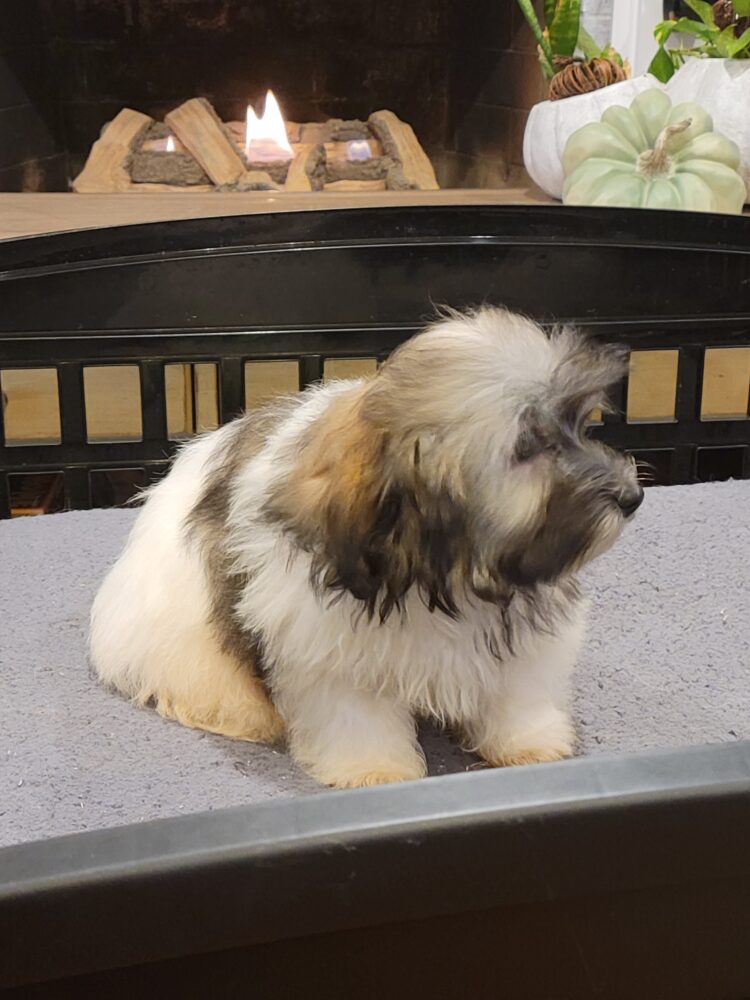 Heidi's Female #3 Born 6-30-23 $2275 is reserved for Leon & Janice in Georgia! - Image 45