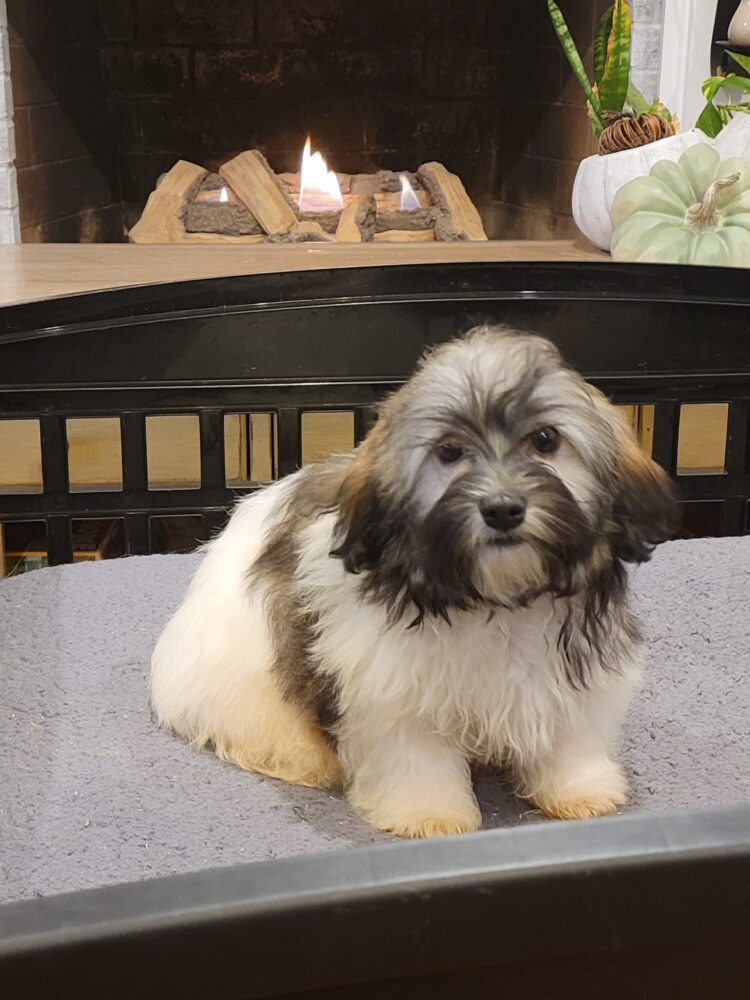 Heidi's Female #3 Born 6-30-23 $2275 is reserved for Leon & Janice in Georgia! - Image 44