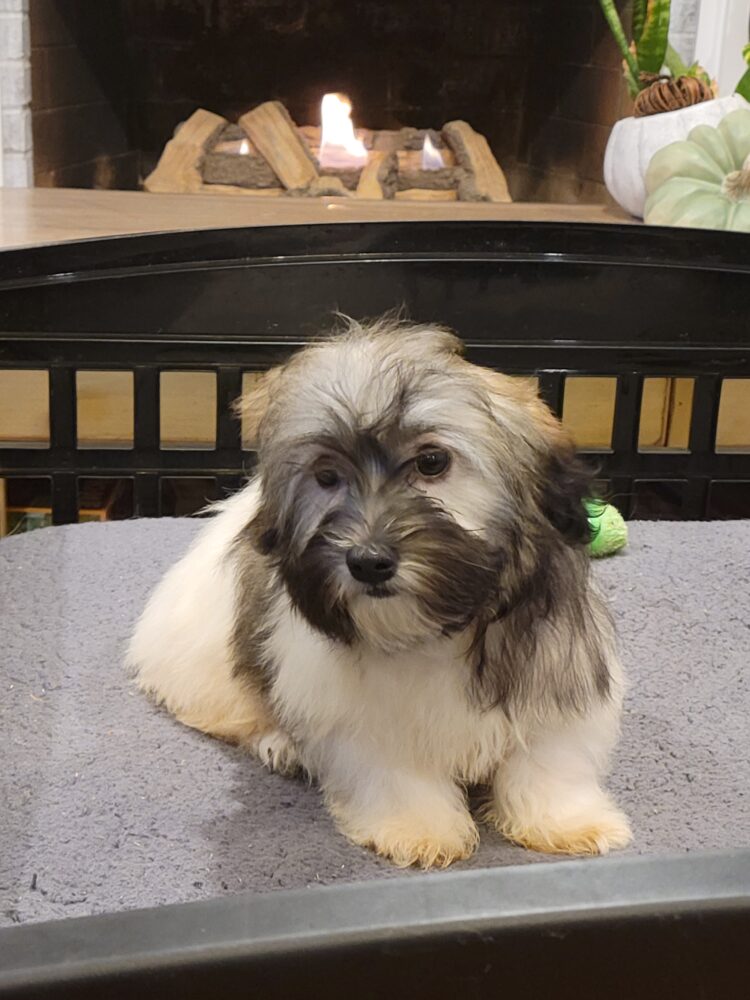Heidi's Female #3 Born 6-30-23 $2275 is reserved for Leon & Janice in Georgia! - Image 43
