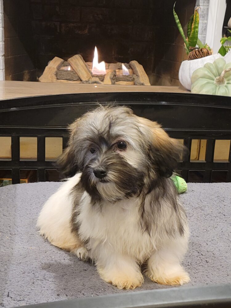 Heidi's Female #3 Born 6-30-23 $2275 is reserved for Leon & Janice in Georgia! - Image 42