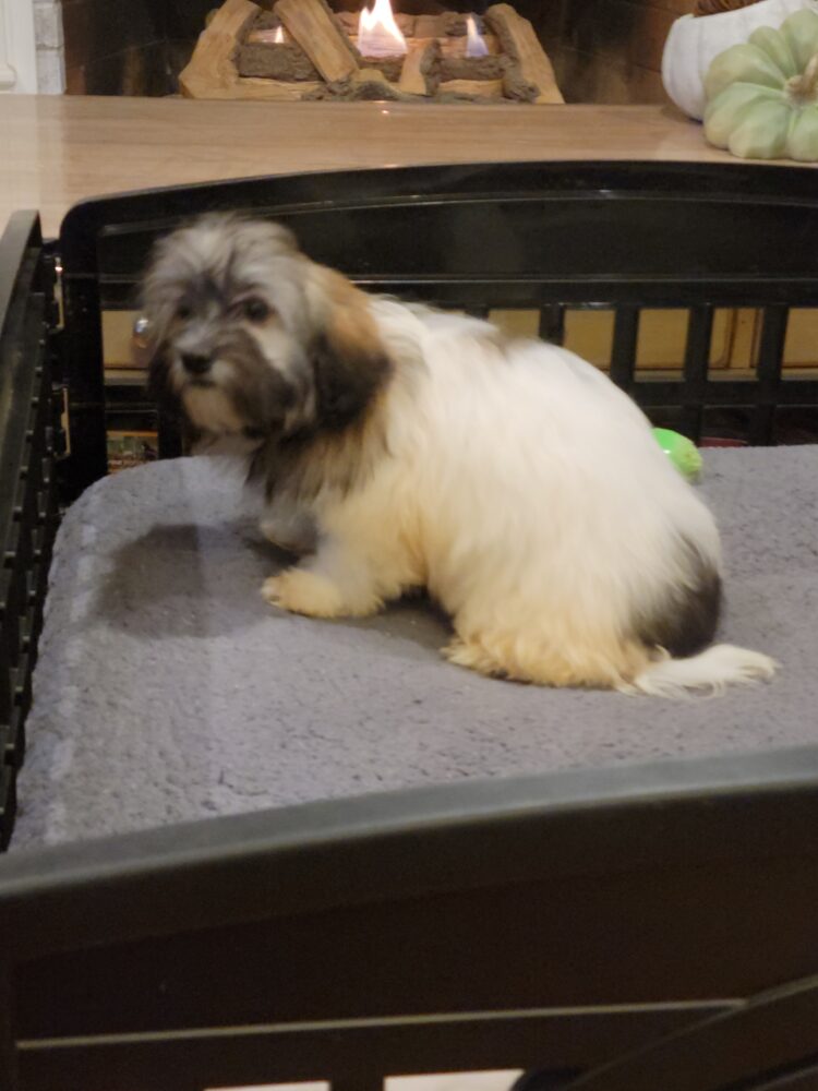Heidi's Female #3 Born 6-30-23 $2275 is reserved for Leon & Janice in Georgia! - Image 41