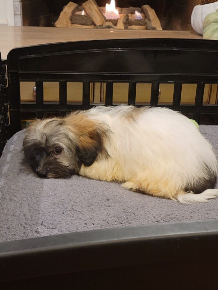 Heidi's Female #3 Born 6-30-23 $2275 is reserved for Leon & Janice in Georgia! - Image 40