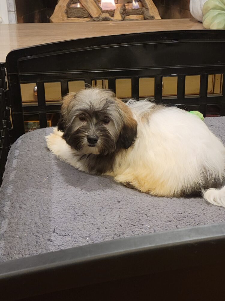 Heidi's Female #3 Born 6-30-23 $2275 is reserved for Leon & Janice in Georgia! - Image 39