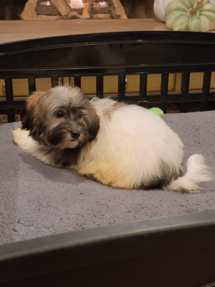 Heidi's Female #3 Born 6-30-23 $2275 is reserved for Leon & Janice in Georgia! - Image 38