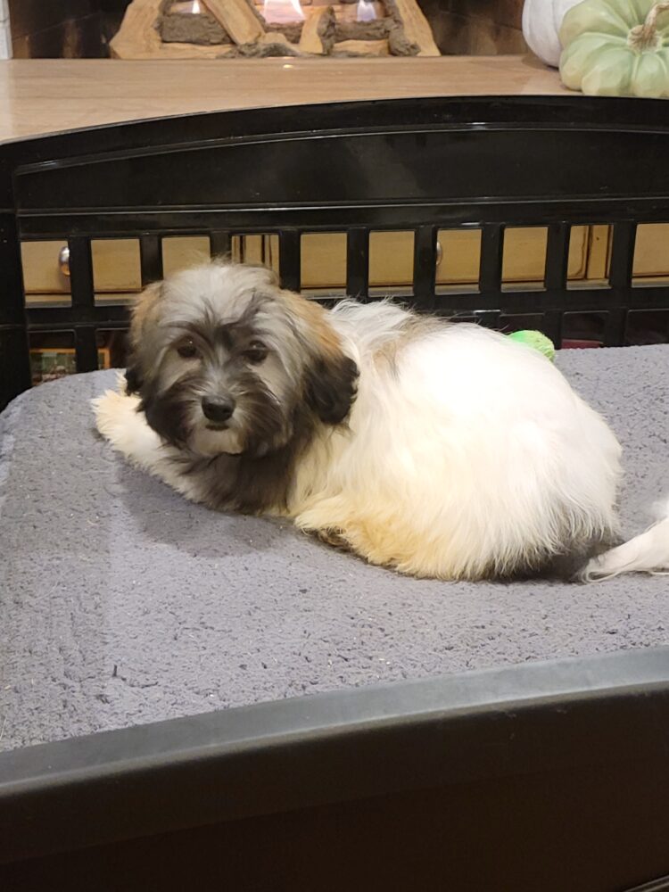 Heidi's Female #3 Born 6-30-23 $2275 is reserved for Leon & Janice in Georgia! - Image 37