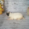 Cinnabon's Female #1 Born 7-19-23 $2275 - Image 3