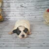 Cinnabon's Female #1 Born 7-19-23 $2275 - Image 2