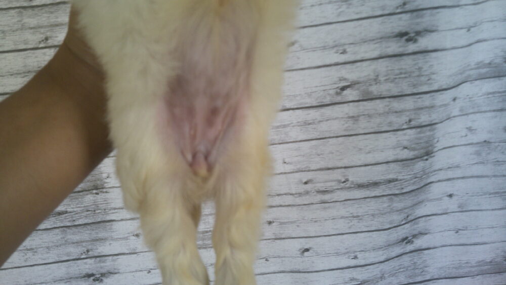 Heidi's Female #3 Born 6-30-23 $2275 is reserved for Leon & Janice in Georgia! - Image 19