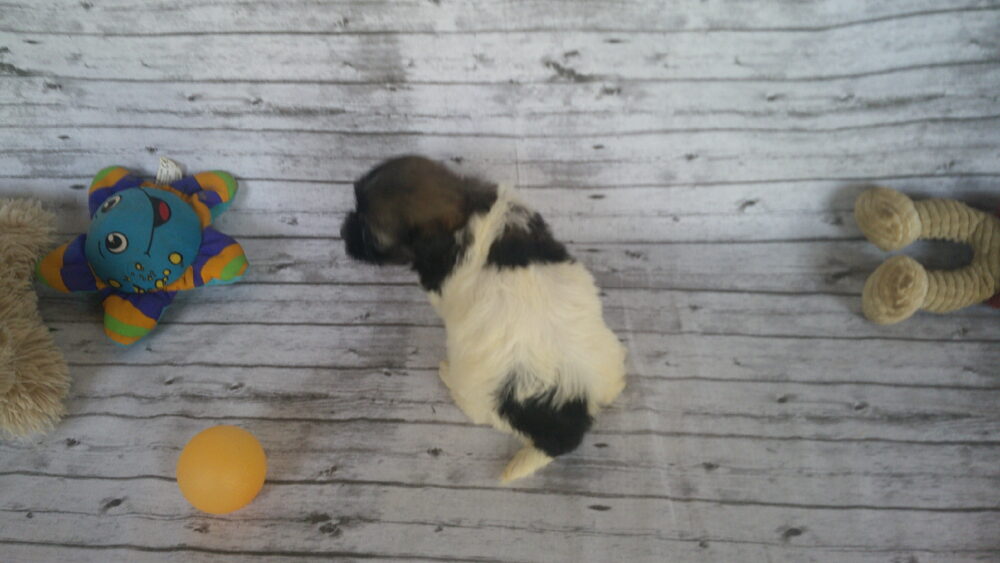 Heidi's Female #3 Born 6-30-23 $2275 is reserved for Leon & Janice in Georgia! - Image 18