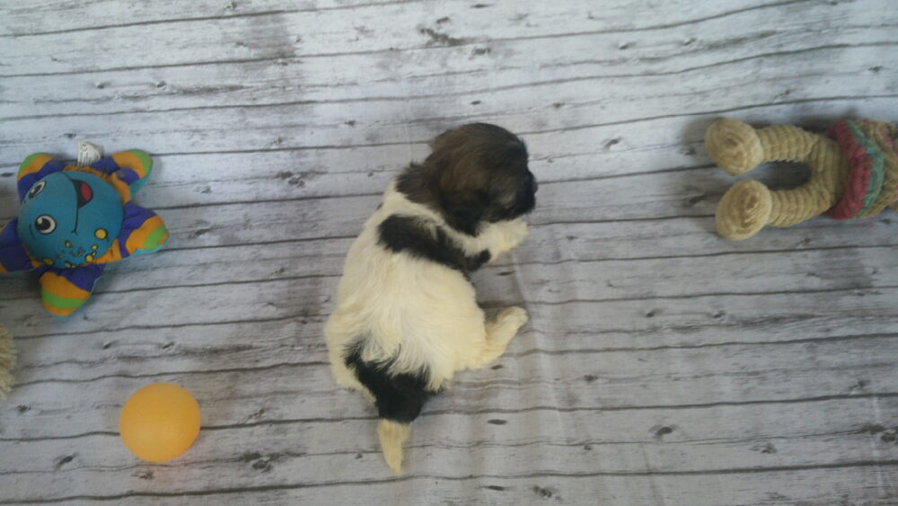 Heidi's Female #3 Born 6-30-23 $2275 is reserved for Leon & Janice in Georgia! - Image 17