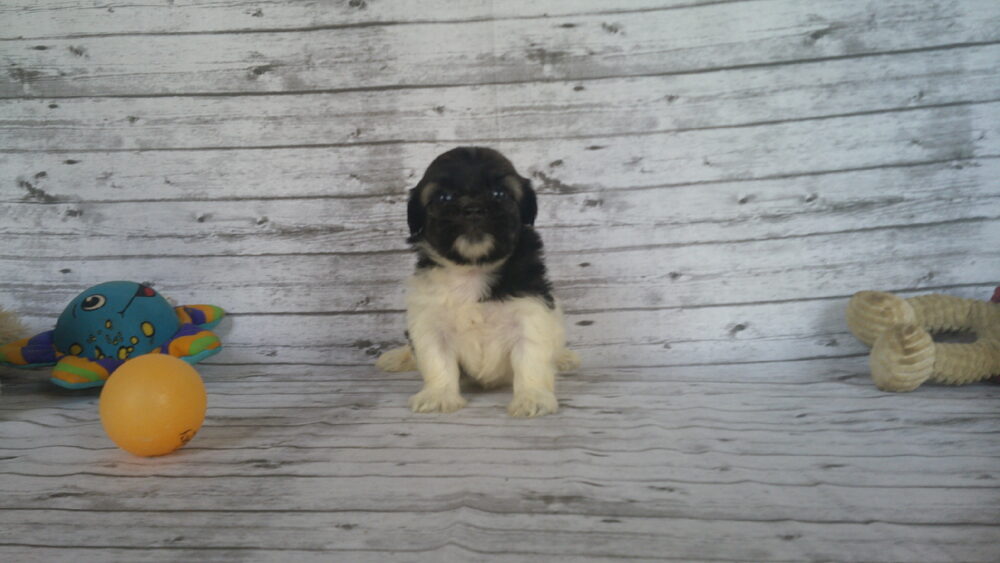 Heidi's Female #3 Born 6-30-23 $2275 is reserved for Leon & Janice in Georgia! - Image 16